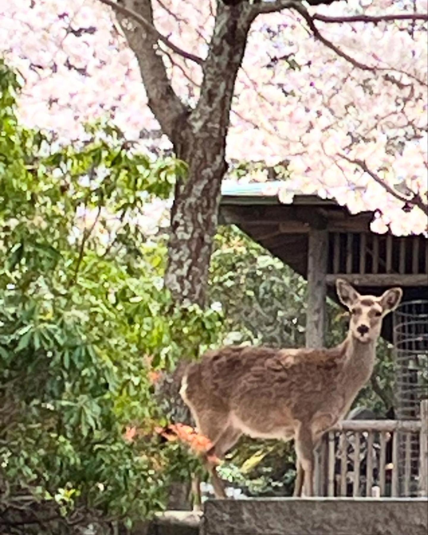 宮島 町家宿 進龍庵 하쓰카이치 외부 사진